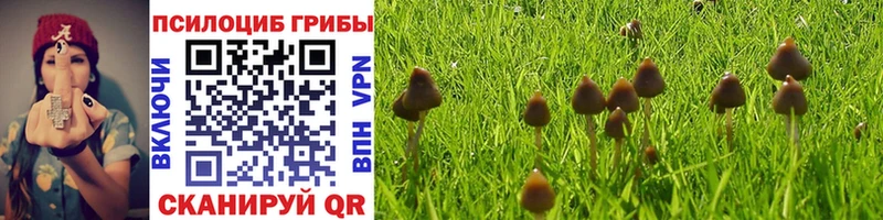 Галлюциногенные грибы Psilocybe  Купить  Куровское 